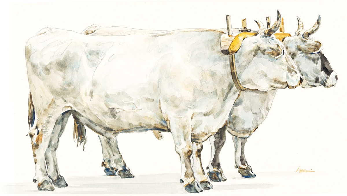 TED LEWIN (1935-2021) Oxen.